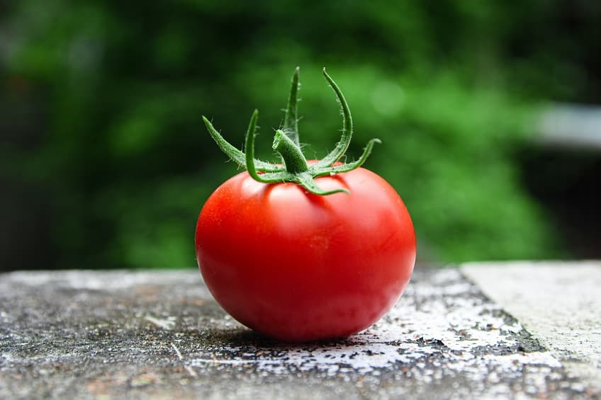 alergia pokarmowa na pomidory