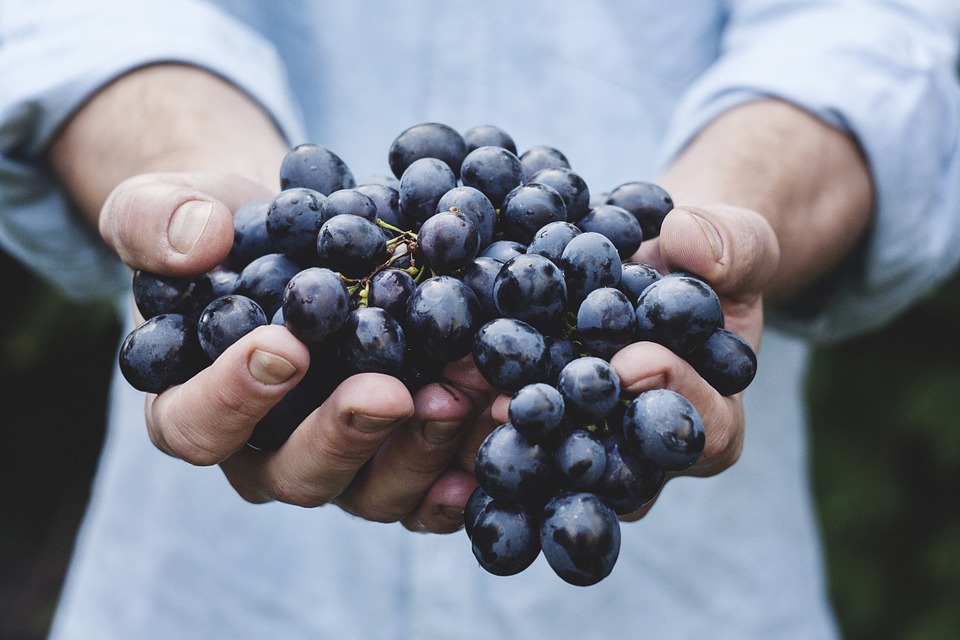 Winogrona – zdrowa słodycz dla alergika
