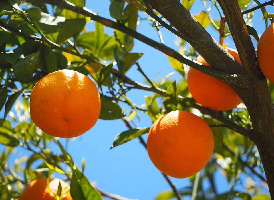 alergia na pomarańcze
