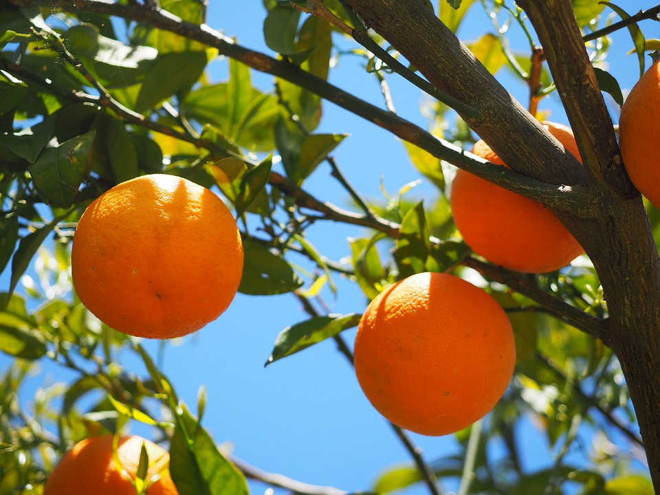 Alergia na pomarańcze